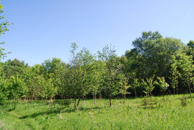 Young trees, Harry's Folly